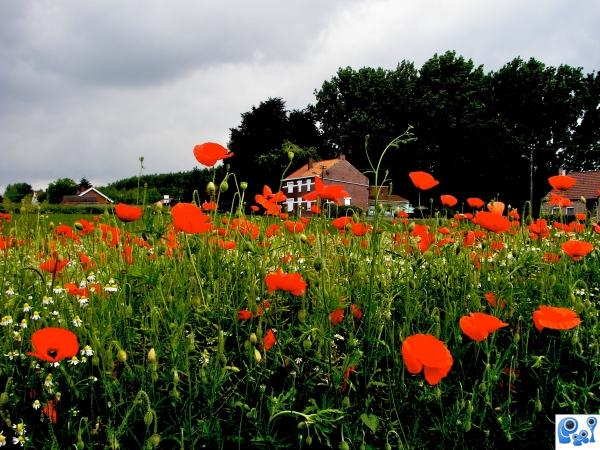 coquelicot